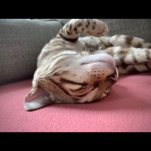 Meet your Posher, Margarita